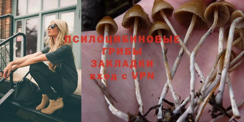 Галлюциногенные грибы Psilocybine cubensis  гидра ТОР  Химки  где найти наркотики 