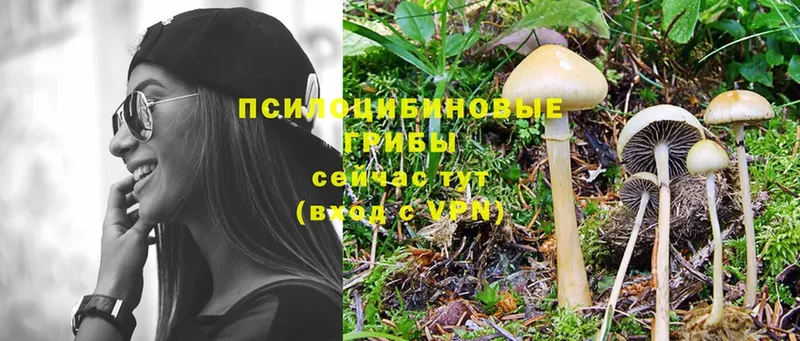 Галлюциногенные грибы Psilocybe Химки